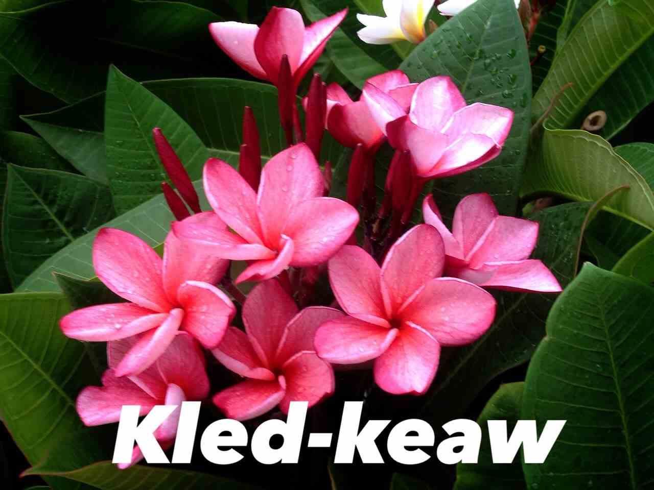 Plumeria rubra "kled keaw" (frangipanier)   rose - taille pot de 2 litres ? 20/30 cm