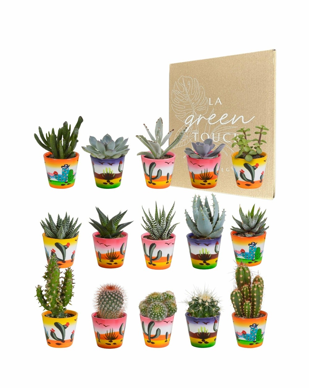 Mix de 15 cactus et leurs caches-pots colorés h13cm