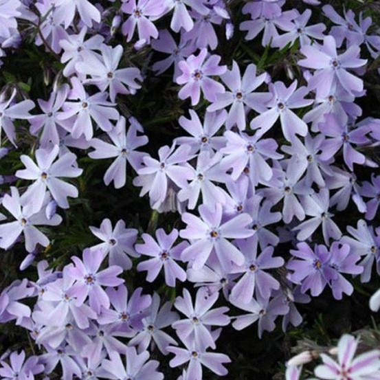 6 x phlox mousse - phlox subulata 'emerald cushion blue' - godet 9cm x 9cm