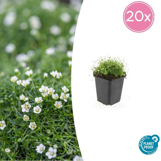 Sagine subulée x20 – entre 1,25 et 1,67m2