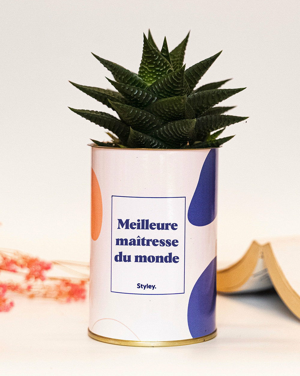 Plante facile à entretenir - meilleure maîtresse du monde - cactus