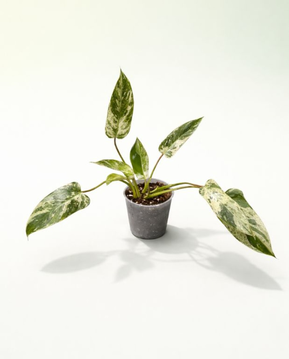 Philodendron emerald queen variegata d. 12cm h. 20cm - plante d'intérieur