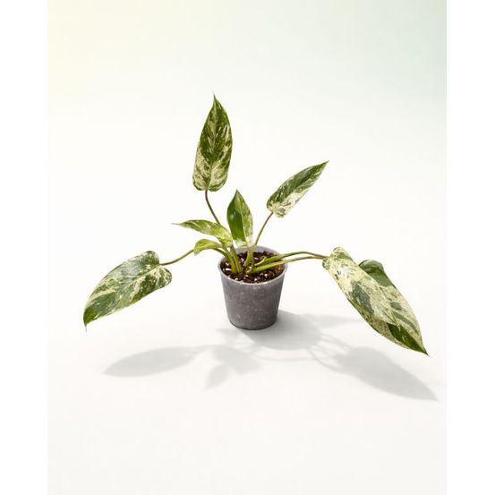 Philodendron emerald queen variegata d. 12cm h. 20cm - plante d'intérieur