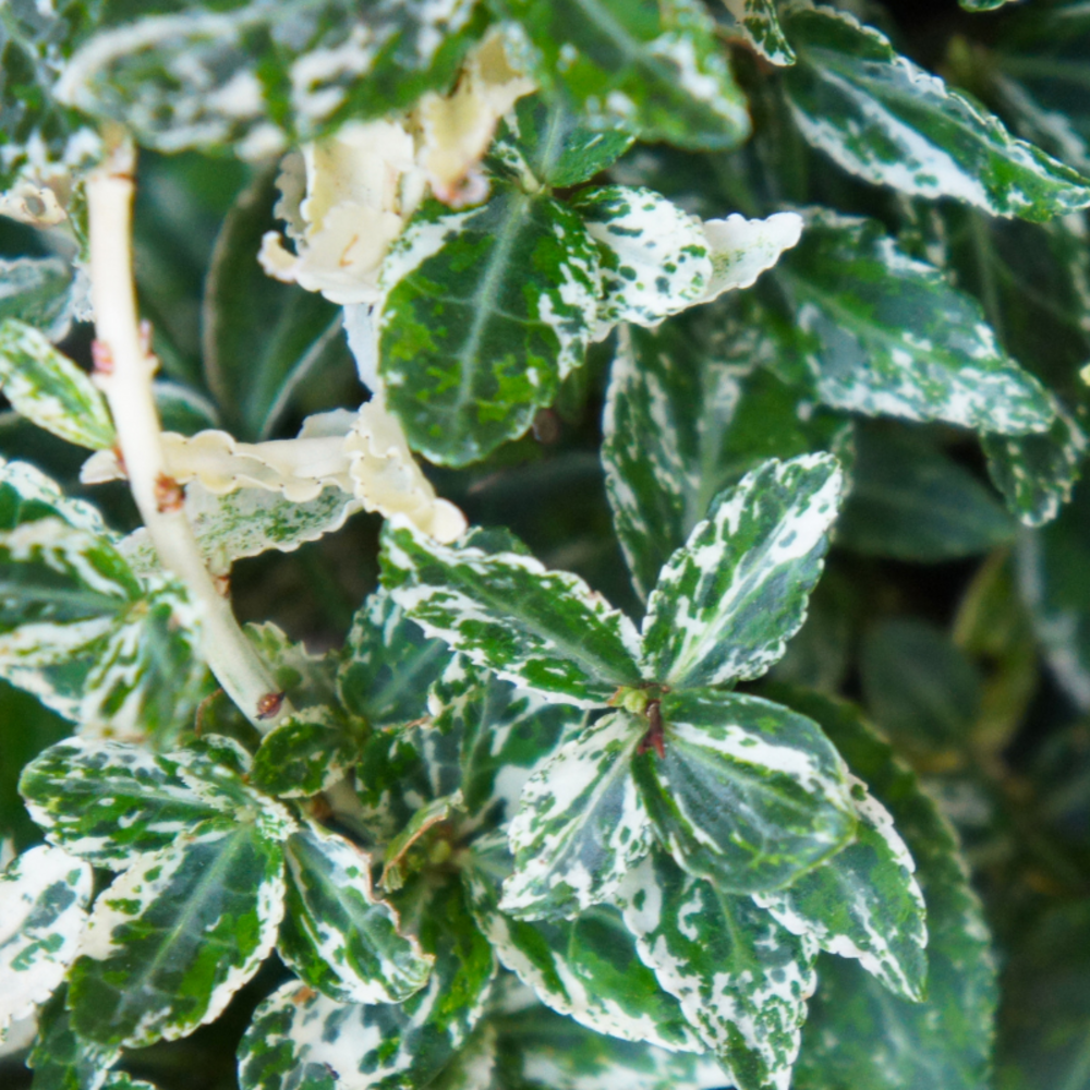Fusain du japon extravaganza - euonymus japonicus extravaganza pot 17cm