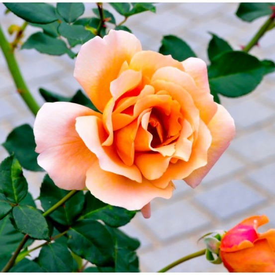 Rosier 'diorama'