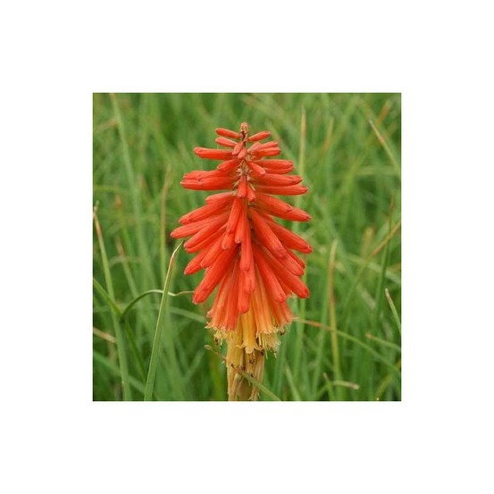 Kniphofia, tison de satan papaya popsicle® godet - 5/20 cm