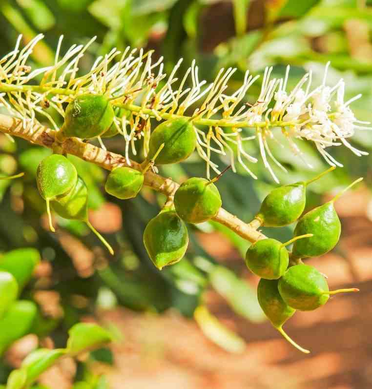 Macadamia ternifolia (noix de macadamia)   blanc - taille pot de 2 litres -100/120 cm
