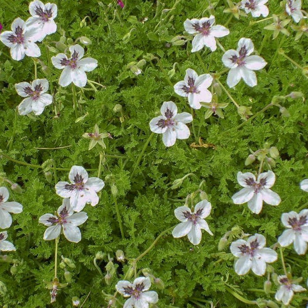 Érodium 'stephanie' godet de 8/9 cm