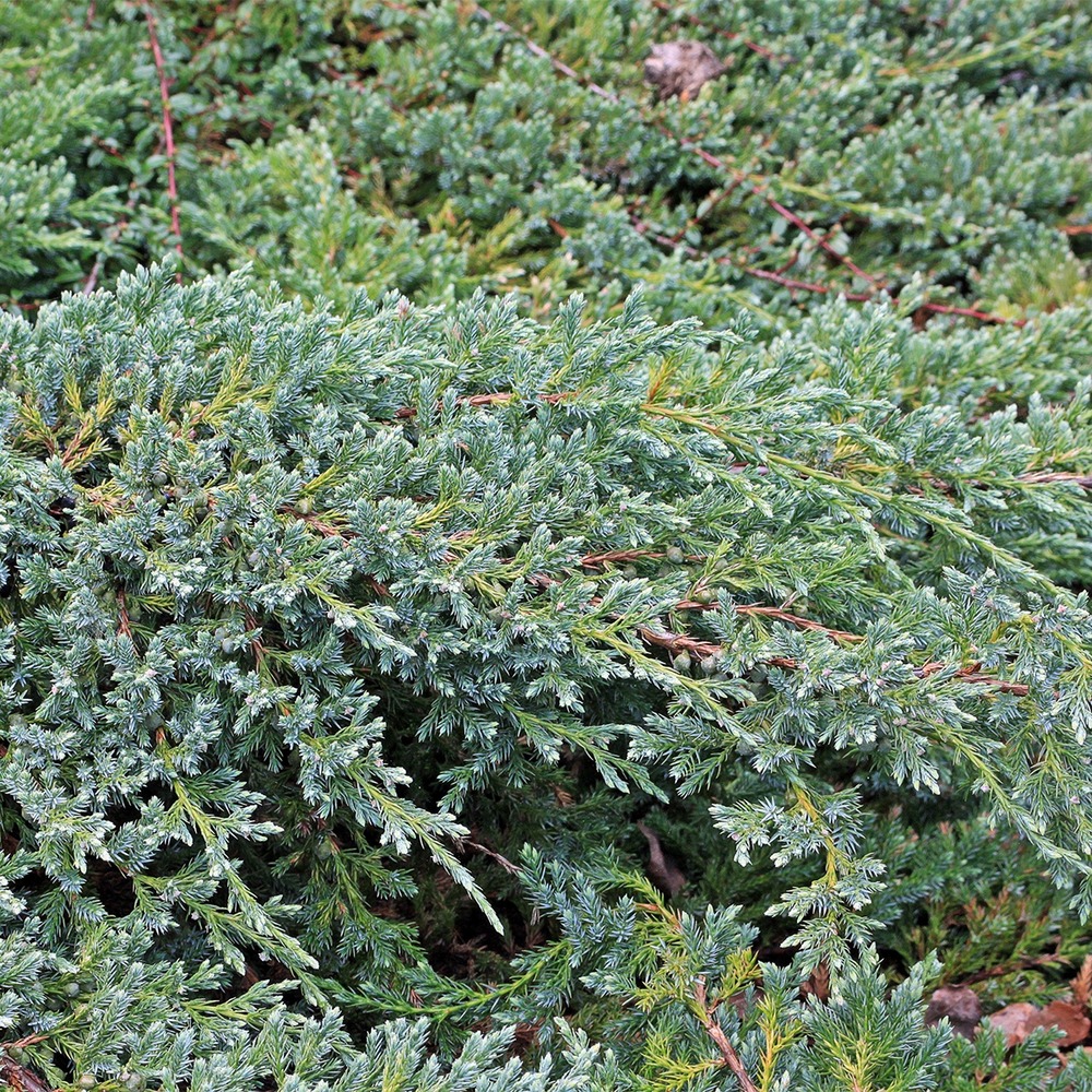 Genévrier écailleux - juniperus squamata blue swede pot de 2l/3l