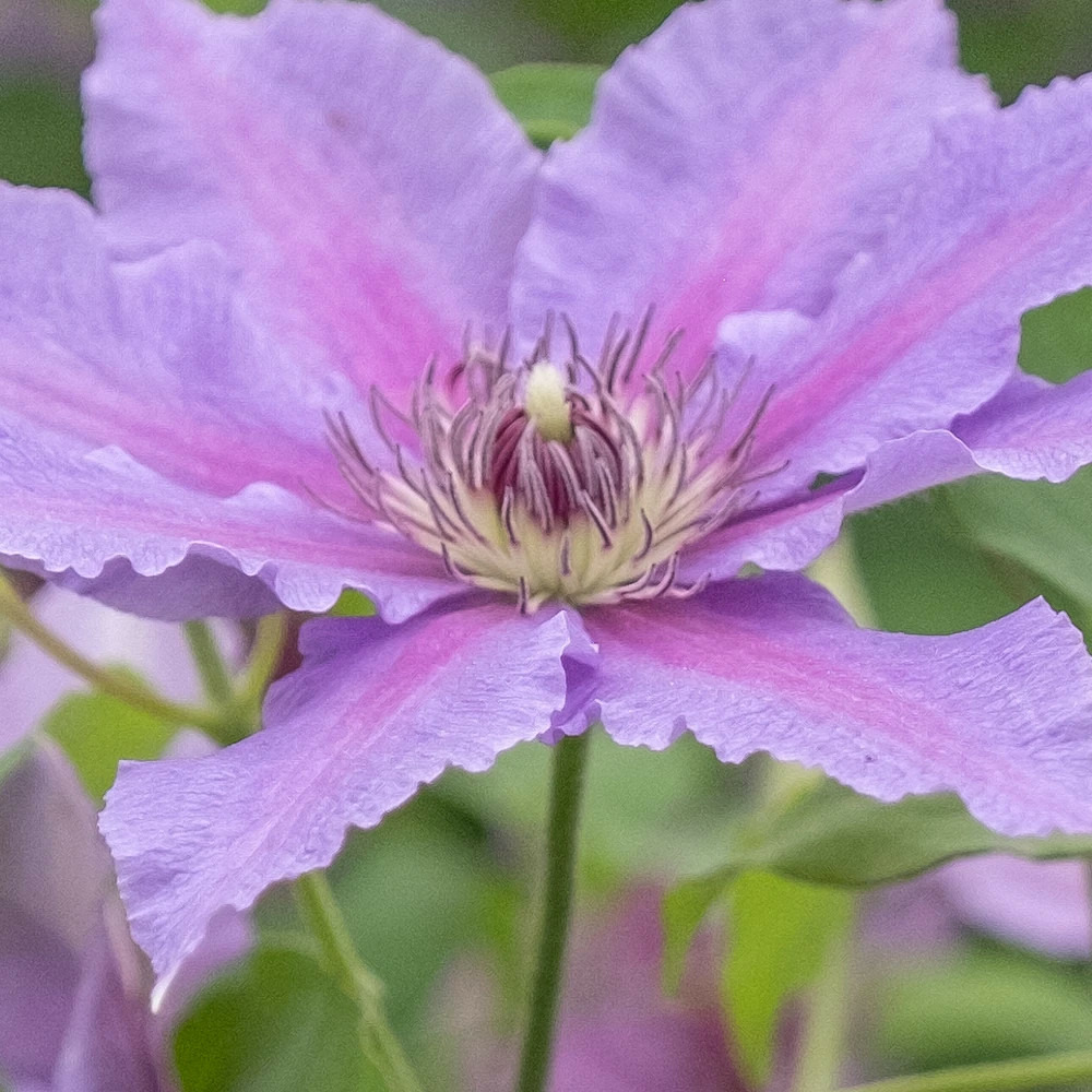 Clématite tumaini™ 'evigsy151' pot de 1,5l - tuteur bambou 30/60 cm