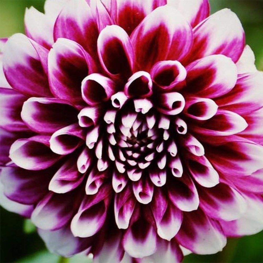 Dahlia décoratif 'bal d'edimbourg' bulbe calibre i