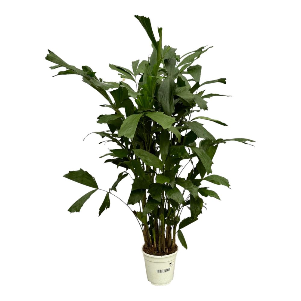 Caryota mitis - plantes d'intérieur