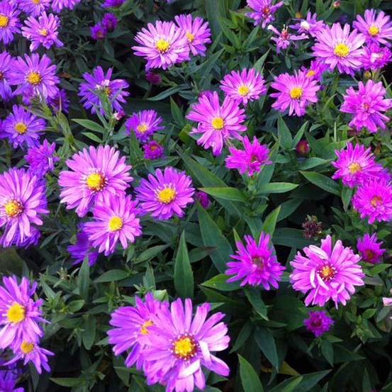 Aster nain 'rosenwichtel' godet de 8/9 cm