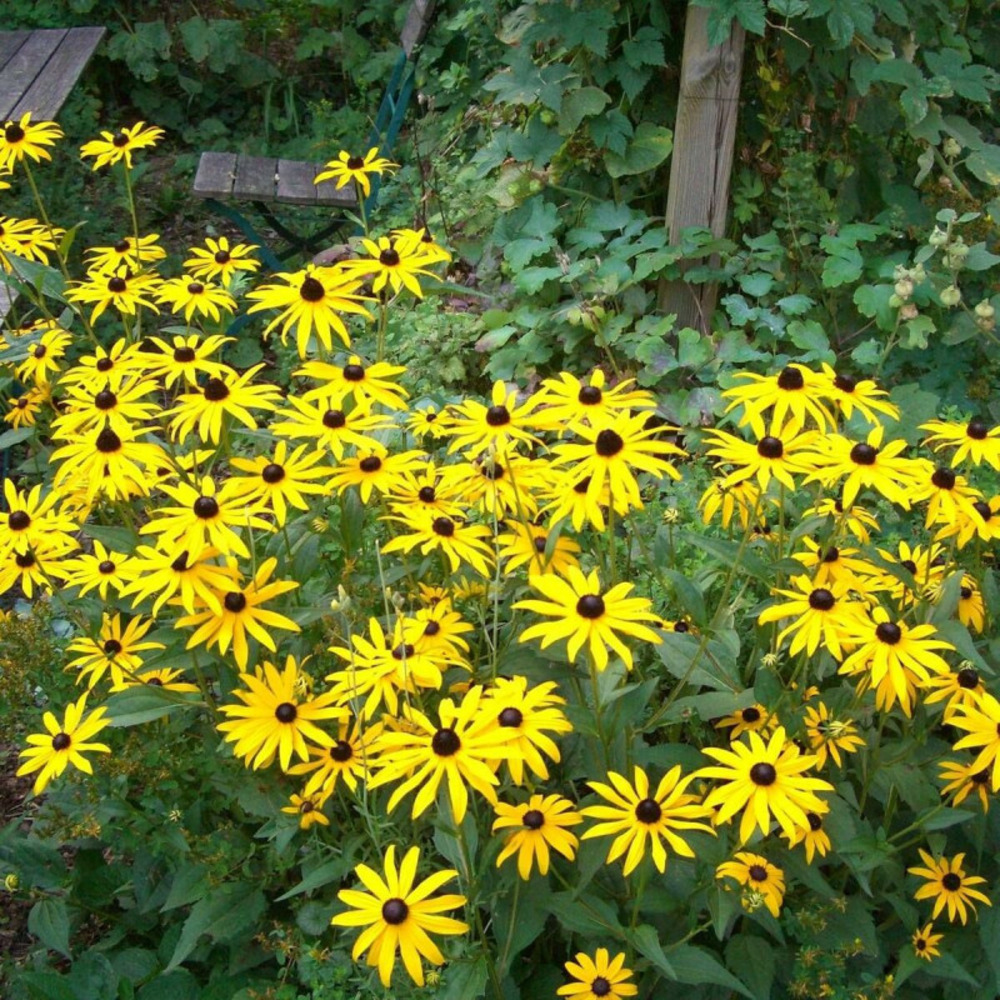 Rudbeckia lumineuse deamii lot de 9 godets