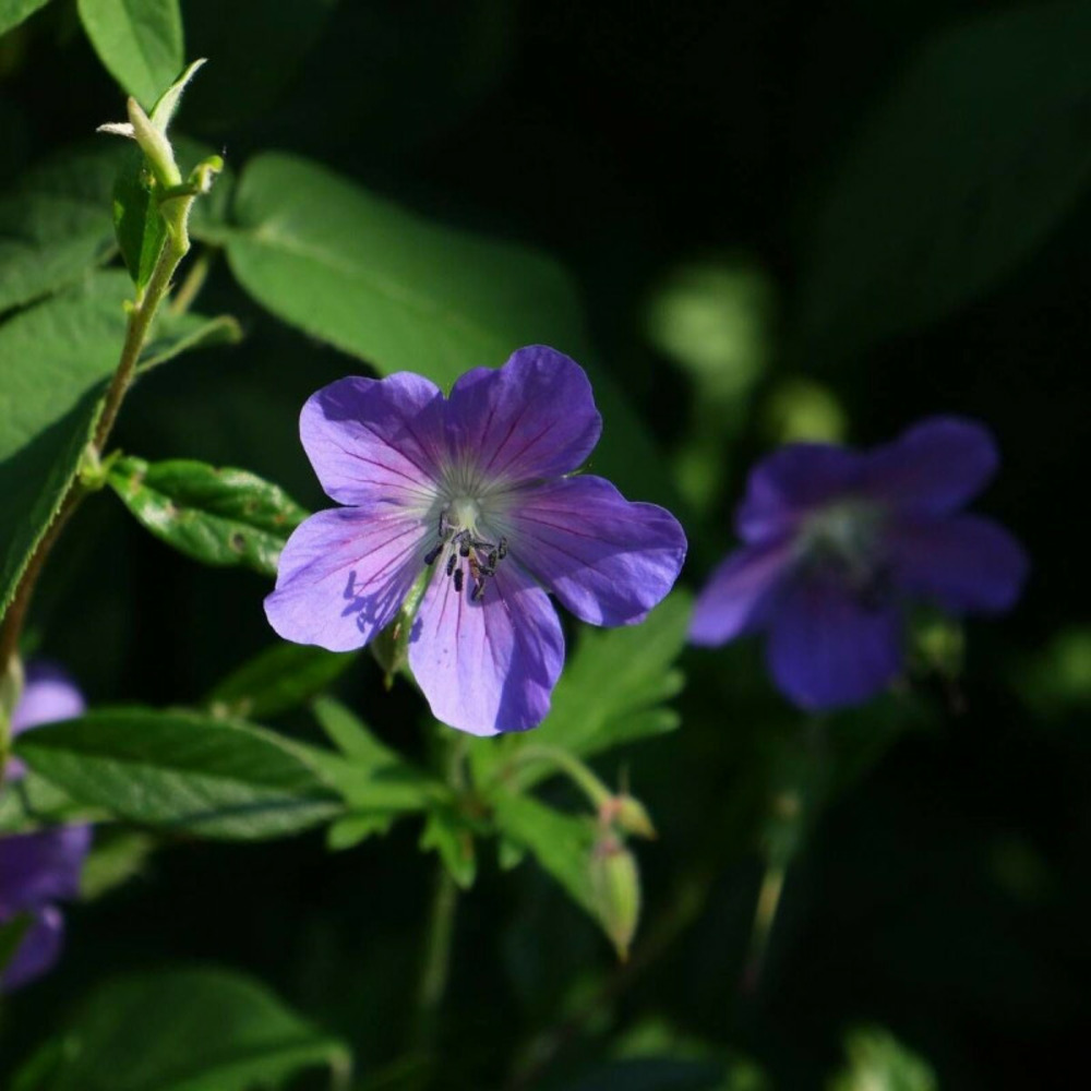Géranium vivace eureka blue godet - 5/20 cm