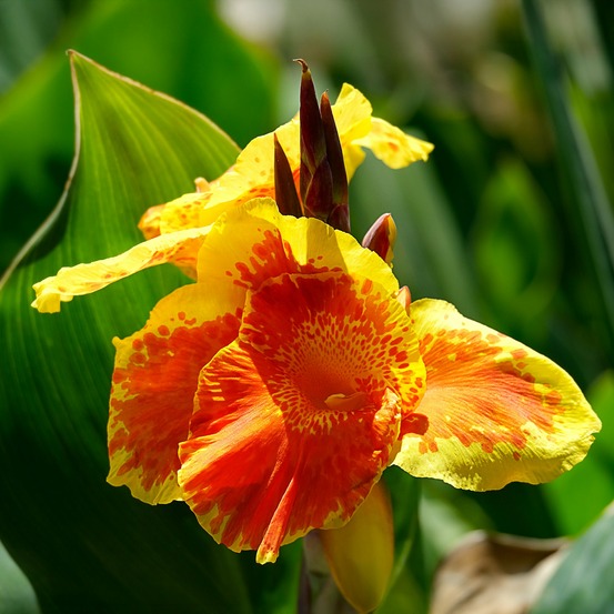 Canna tropicanna gold - le pot / ø 11cm