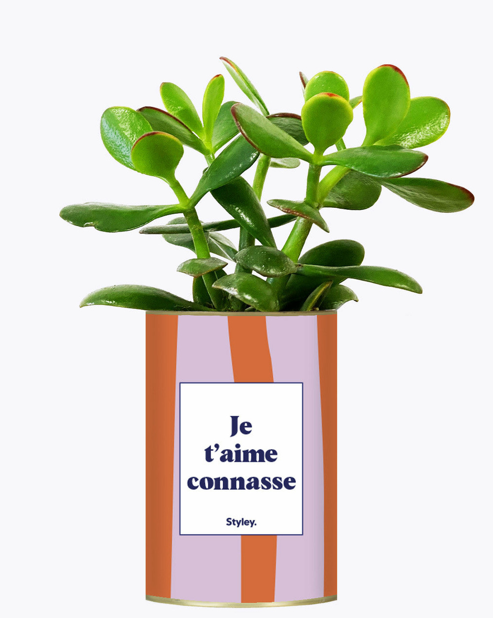 Plante personnalisée - je t'aime connasse - plante