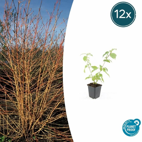 Cornouiller sanguin 'anny's winter orange' x12 – entre 0,75 et 1m2