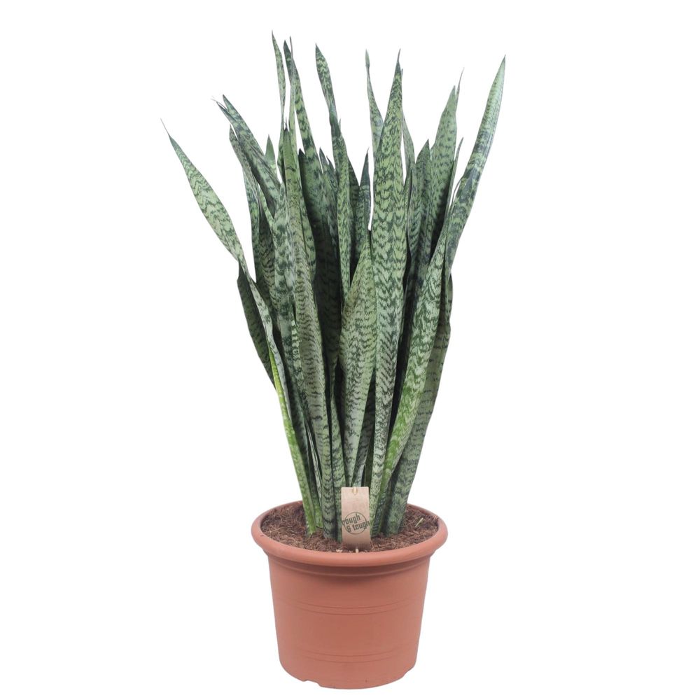 Sansevieria zeylenica - plantes d'intérieur