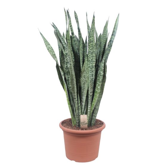 Sansevieria zeylenica - plantes d'intérieur