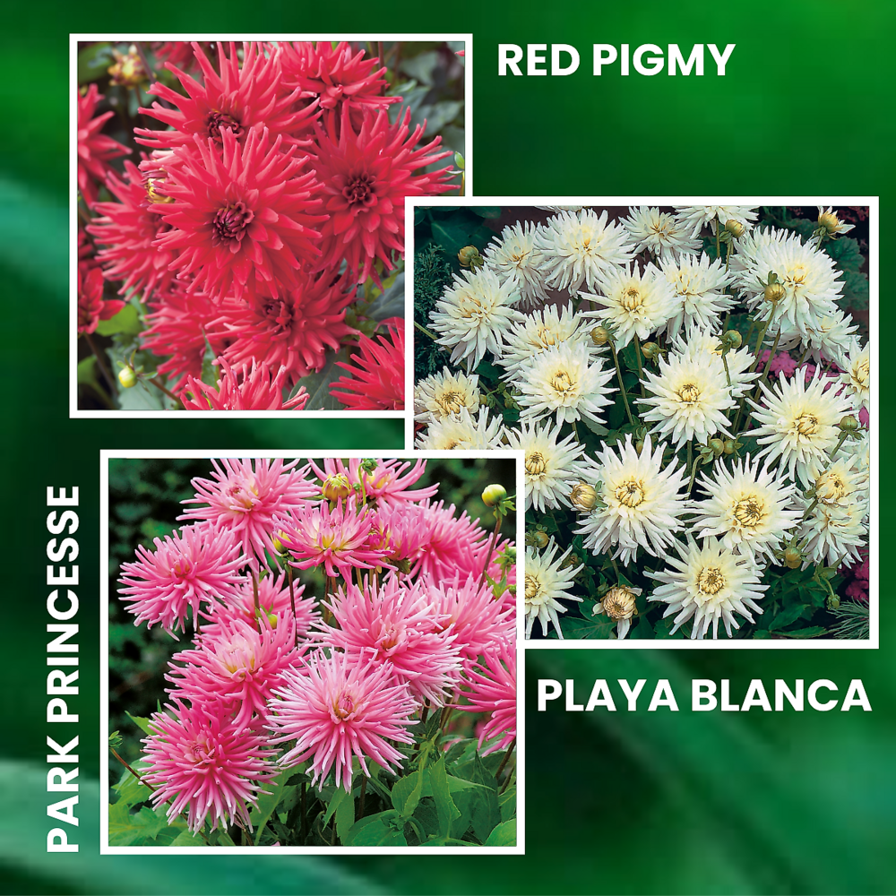 Offre speciale 6 dahlias buissons cactus