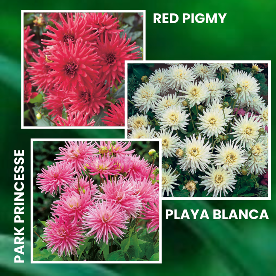 Offre speciale 6 dahlias buissons cactus