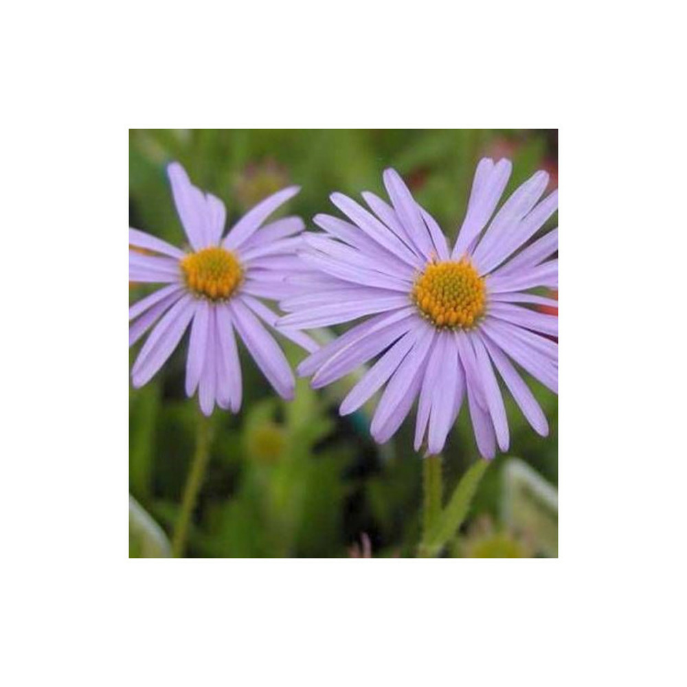 Aster de printemps wartburgstern godet - 5/20 cm