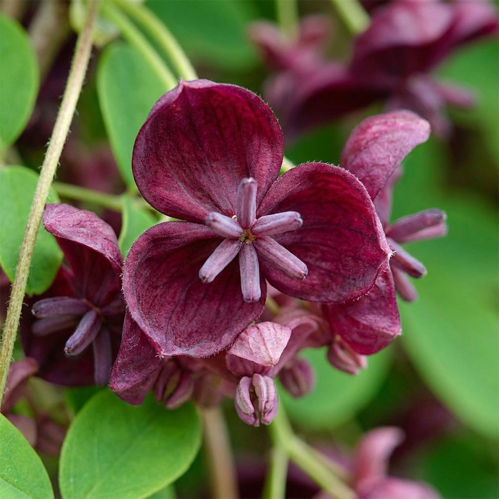 Lot de 2 - akebia quinata - cornichon - h. 60-80 cm - p. Ø 17 cm