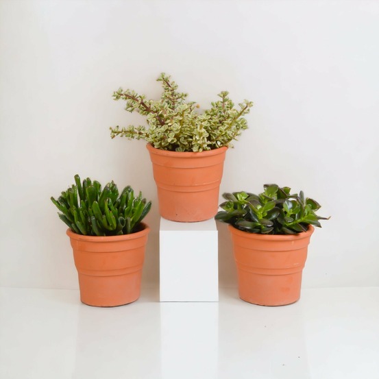 Coffret crassula et ses caches-pots terracotta - lot de 3 plantes, h21cm