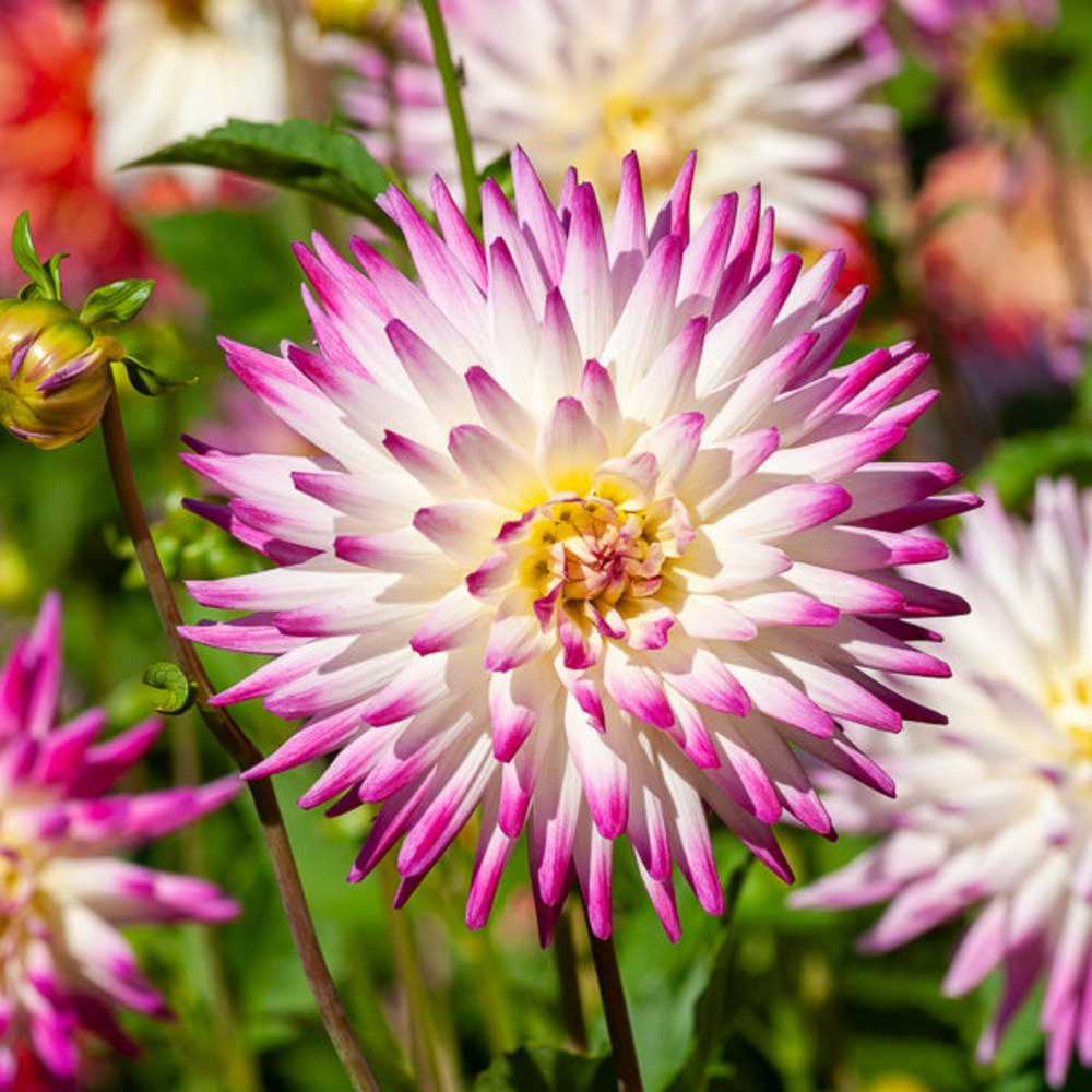 3 dahlias cactus haley jane - le sachet de 3 bulbes / calibre ii