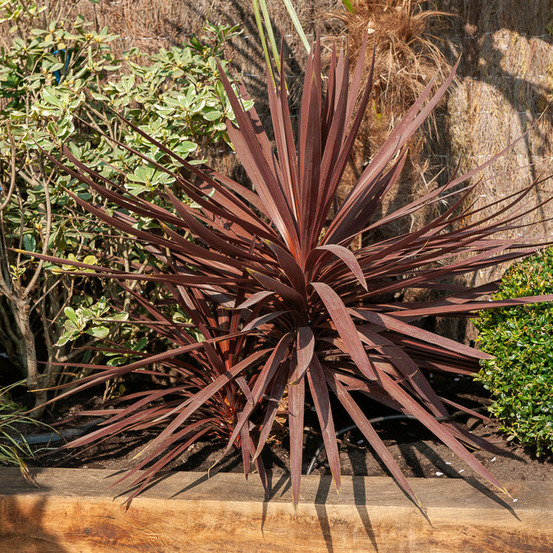 Cordyline australis burgundy spire® - le pot / ø 9cm
