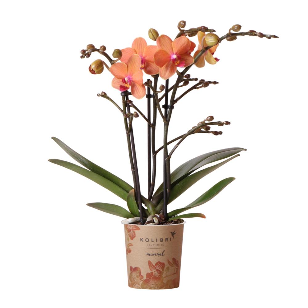 Plante d'intérieur - orchidée phalaenopsis orange - ø9cm - plante d'intérieur fleurie 35cm