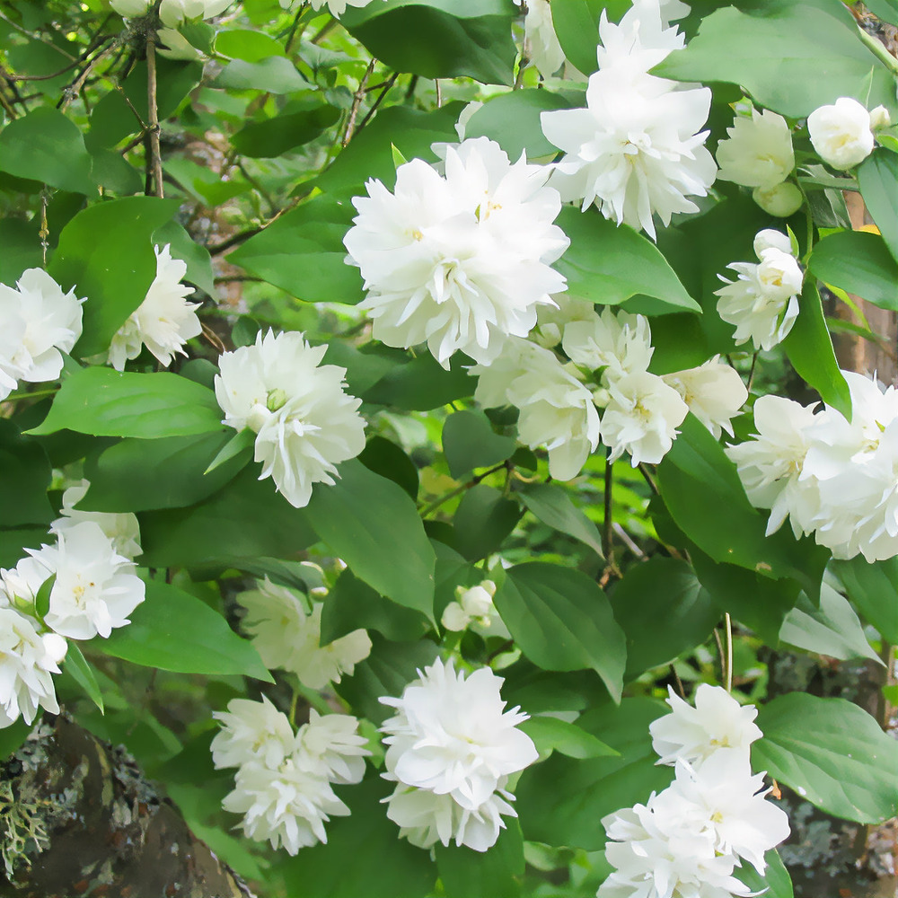 Seringat minnesota snowflake - philadelphus - le pot / 1,3l, vendu par lot de 2