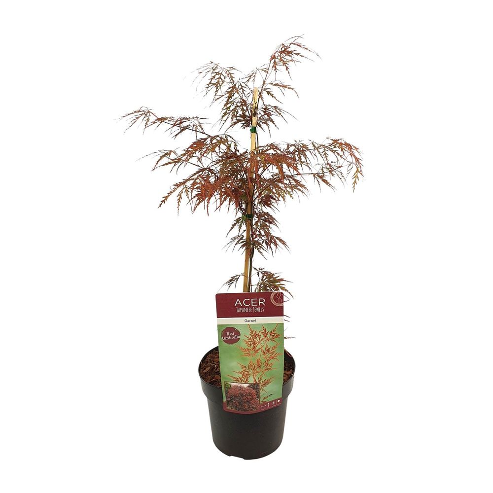 Acer palm. 'garnet' - arbre et arbuste - h55 cm - ø19 cm - plante d'extérieur