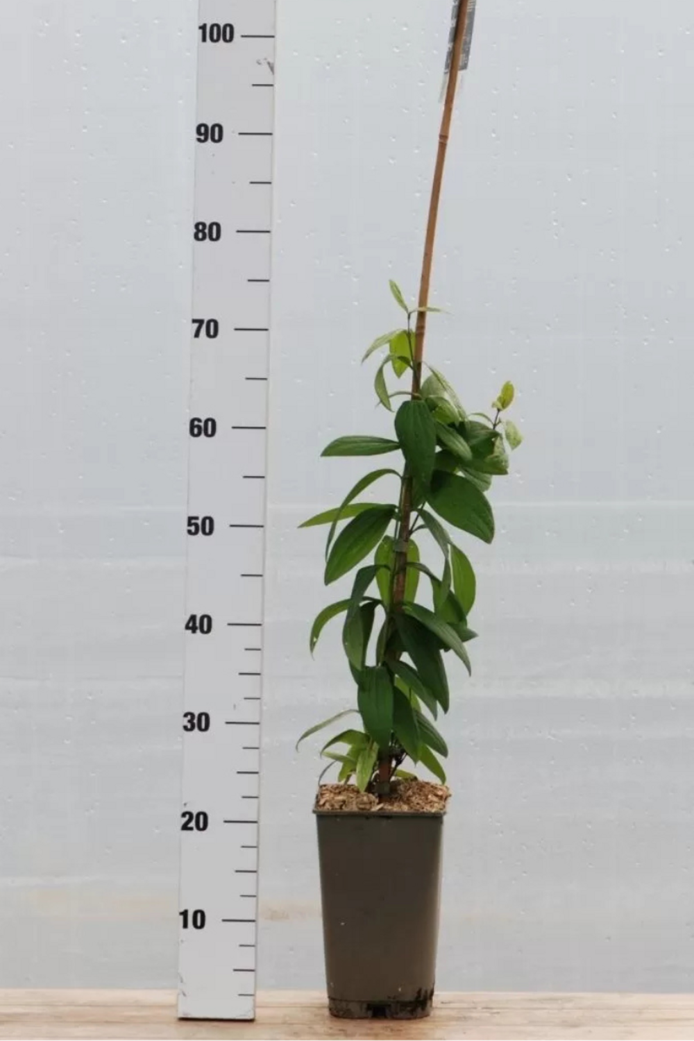 Clématite rosea' - en pot de 3 litres