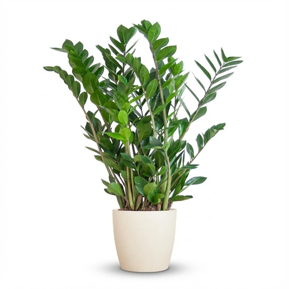Zamioculcas zamiifolia - pot de 21cm - hauteur 80cm