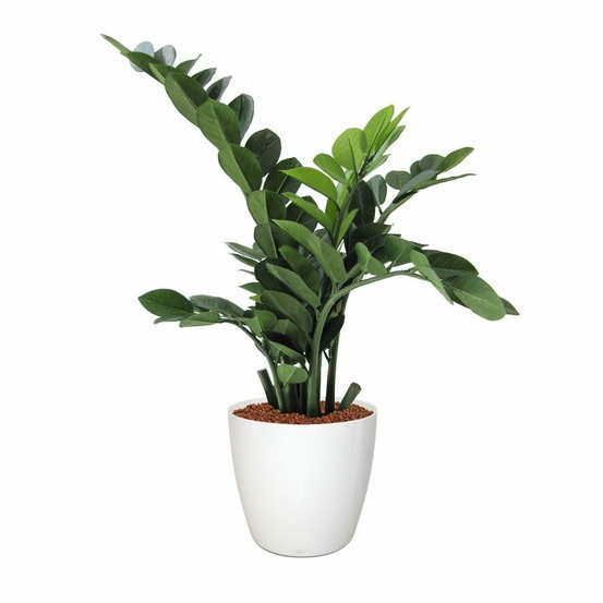 Zamioculcas plante artificielle de 65 cm