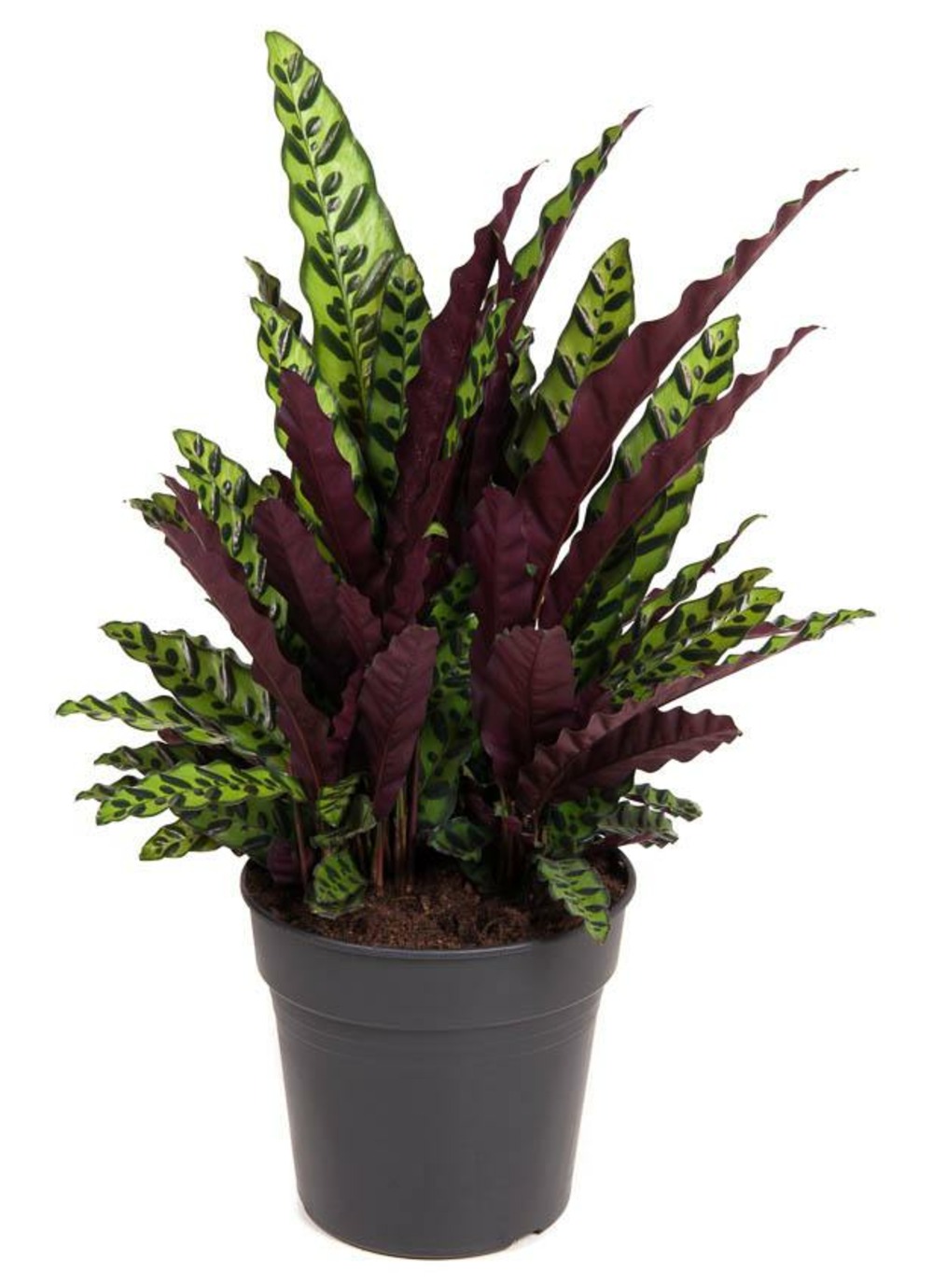 Calathea lancifolia - h70 cm - ø27 cm