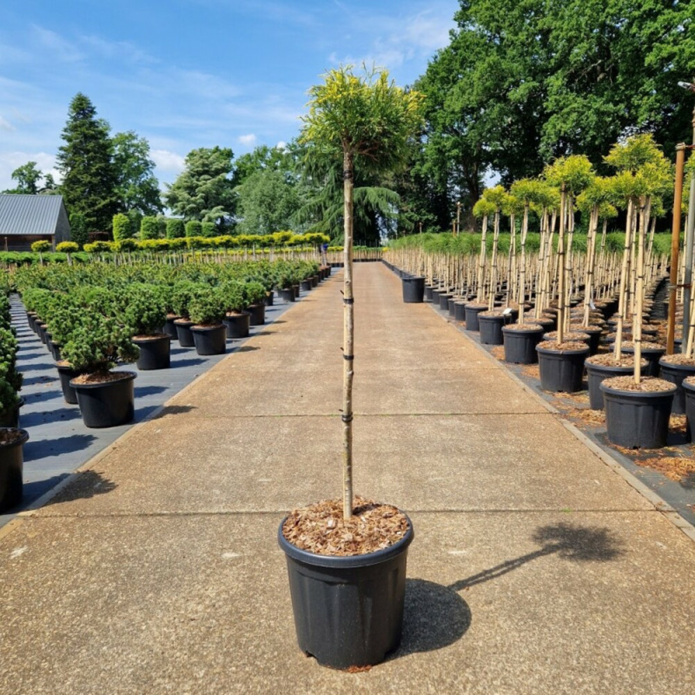 Faux-cyprès de sawara 'sungold' pot 15l 90cm - chamaecyparis pisifera sungold