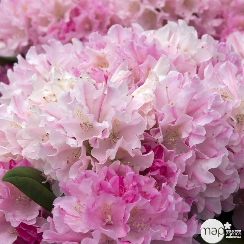 Rhododendron yakushimanum 'kalinka': 4l (rose clair bord rose foncé ...