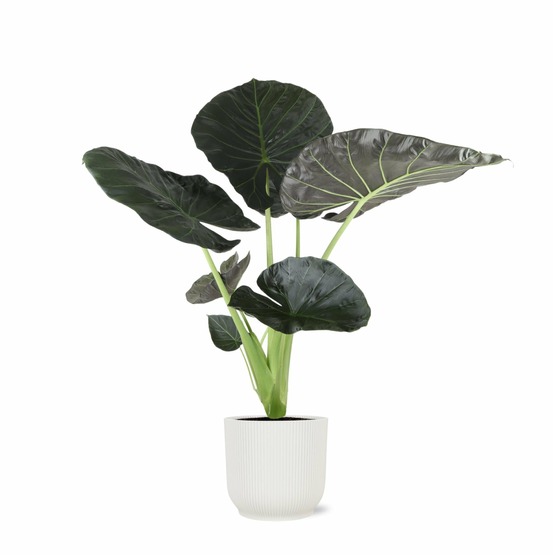 Alocasia regal shield et son pot relief blanc - hauteur 100cm