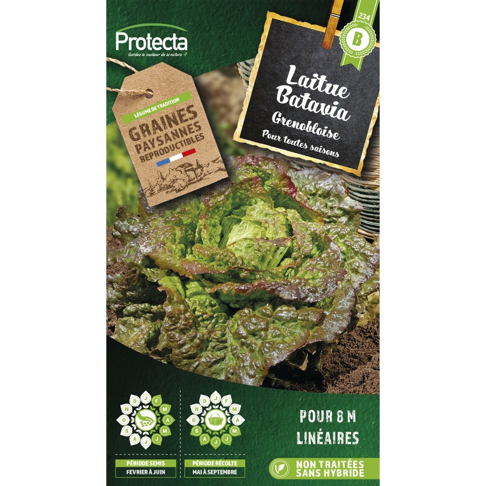 Graines paysannes - laitue batavia rouge grenobloise