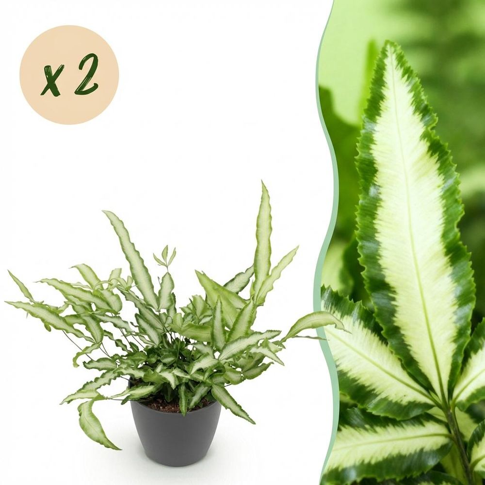 Pteris cretica albolineata - pet-friendly - plante fougère - pot de 12cm - hauteur 20-30cm - plantes d'intérieur