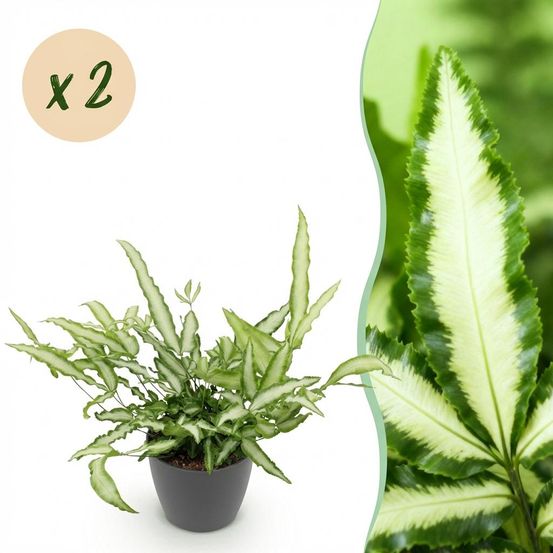 Pteris cretica albolineata - pet-friendly - plante fougère - pot de 12cm - hauteur 20-30cm - plantes d'intérieur