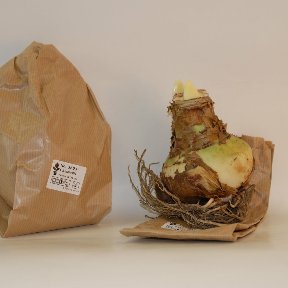 Amaryllis blanc - le sachet de 1 bulbe / circonférence 24cm+