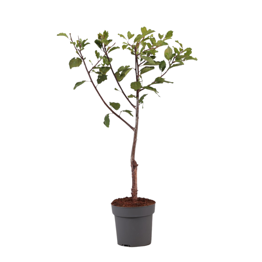 Prunier - prunus domestica 'opal' - hauteur 90-100cm - ⌀21cm