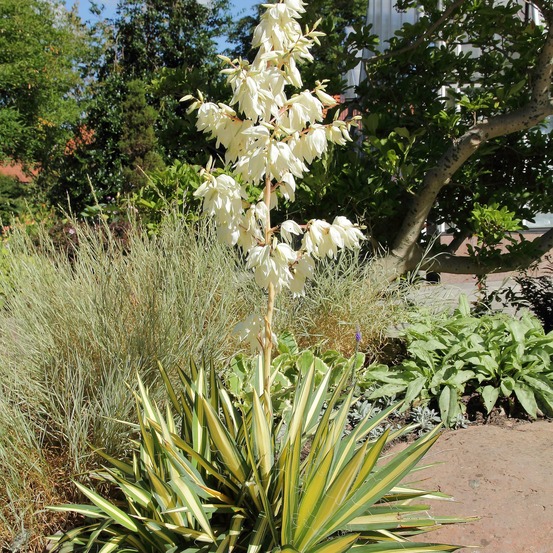 Yucca filamentosa 'color guard' pot de 4l/5l