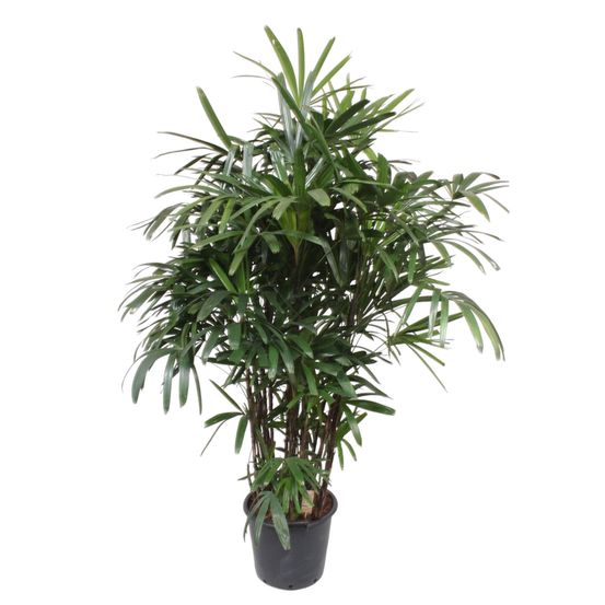 Rhapis excelsa - plantes d'intérieur