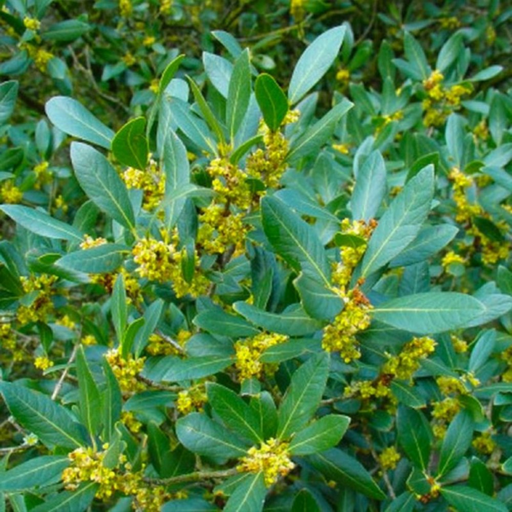 FILAIRE F LARGES GF H13A25-(766511)