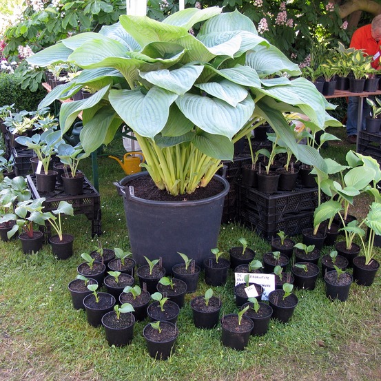 Hosta 'empress wu' godet de 8/9 cm